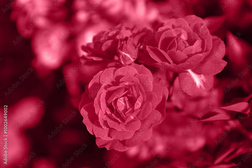 Garden small pink bush roses toned magenta color. Horizontal floral background with place for text. Greeting card, wedding invitation, Valentines Day. Inspired by Pantone color of the year 2023.