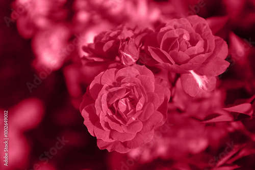 Obraz na płótnie Garden small pink bush roses toned magenta color. Horizontal floral background with place for text. Greeting card, wedding invitation, Valentines Day. Inspired by Pantone color of the year 2023. w salonie