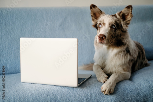 A charming blue-eyed border collie puppy lies on a blue sofa and works online using a laptop. The concept of pets as people. A modern freelance dog boss works from home