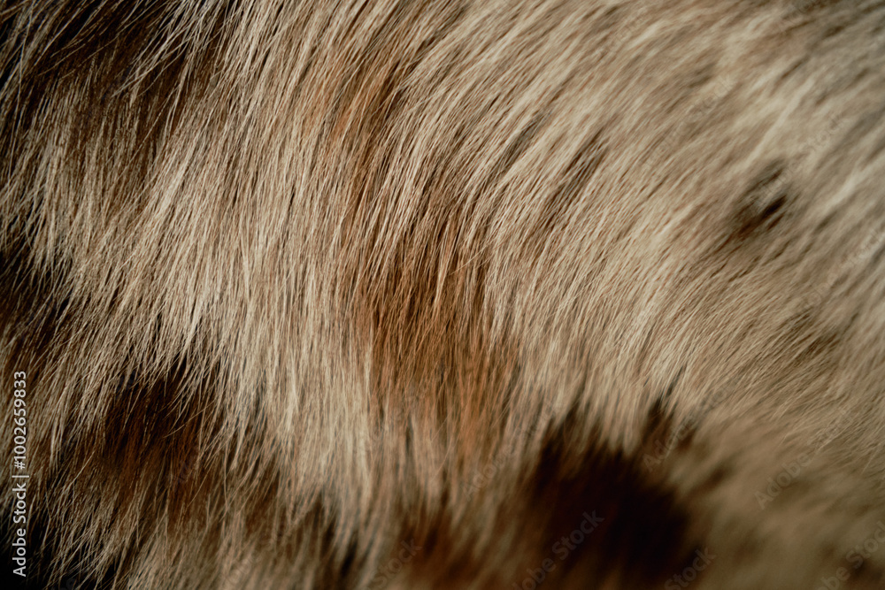 Detailed view of a dog's fur pattern, with a simple, minimal background. Red merle color border collie coat in close up. Brown and red spots on the dog's Hair Detailed view of a dog's fur pattern, with a simple, minimal background. Red merle color border collie coat in close up. Brown and red spots on the dog's Hair