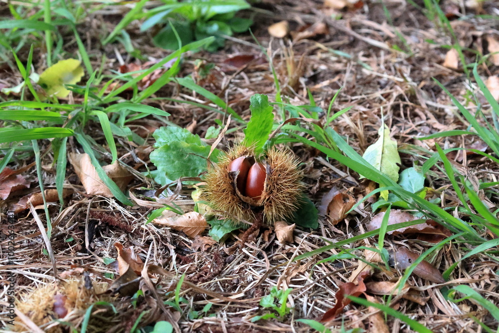 We went to pick chestnuts, a taste of autumn. We went to pick chestnuts, a taste of autumn.