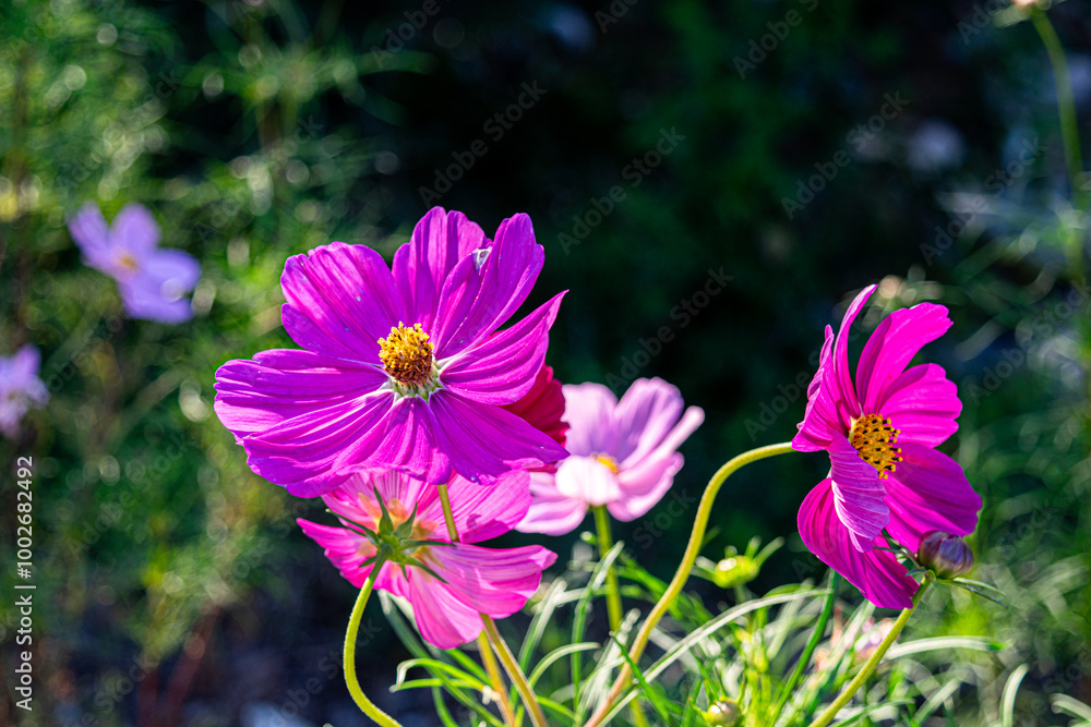 Fototapeta premium 코스모스 꽃 근접 사진