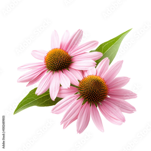 Beautiful pink echinacea flowers with green leaves