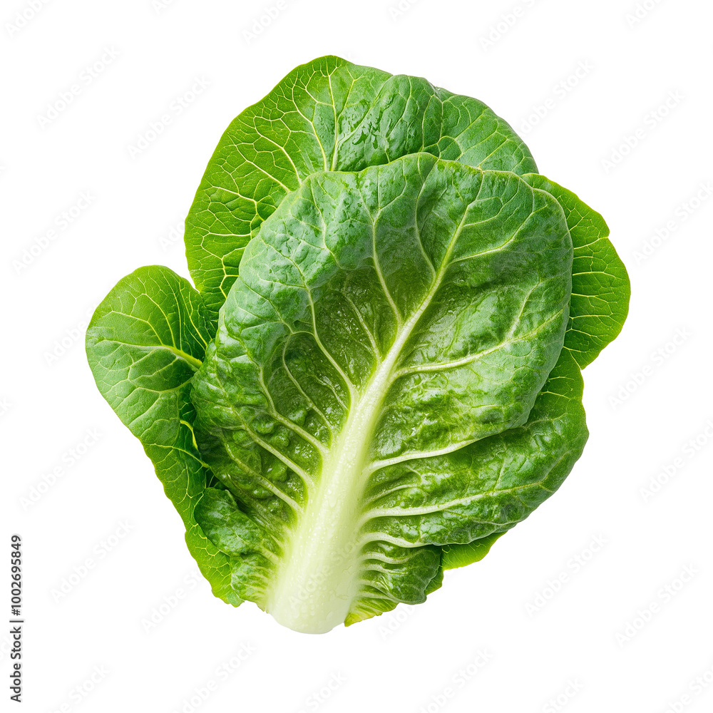 Romain Lettuce isolated on transparent or white background Romain Lettuce isolated on transparent or white background