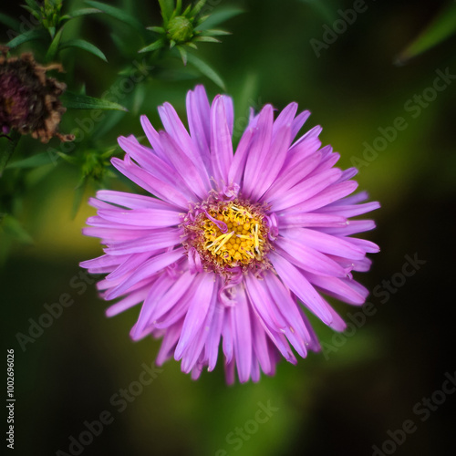 Macro photo of aster with beautiful petals