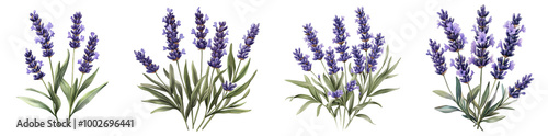 Lavender flowers bouquet beautiful floral arrangement transparent background