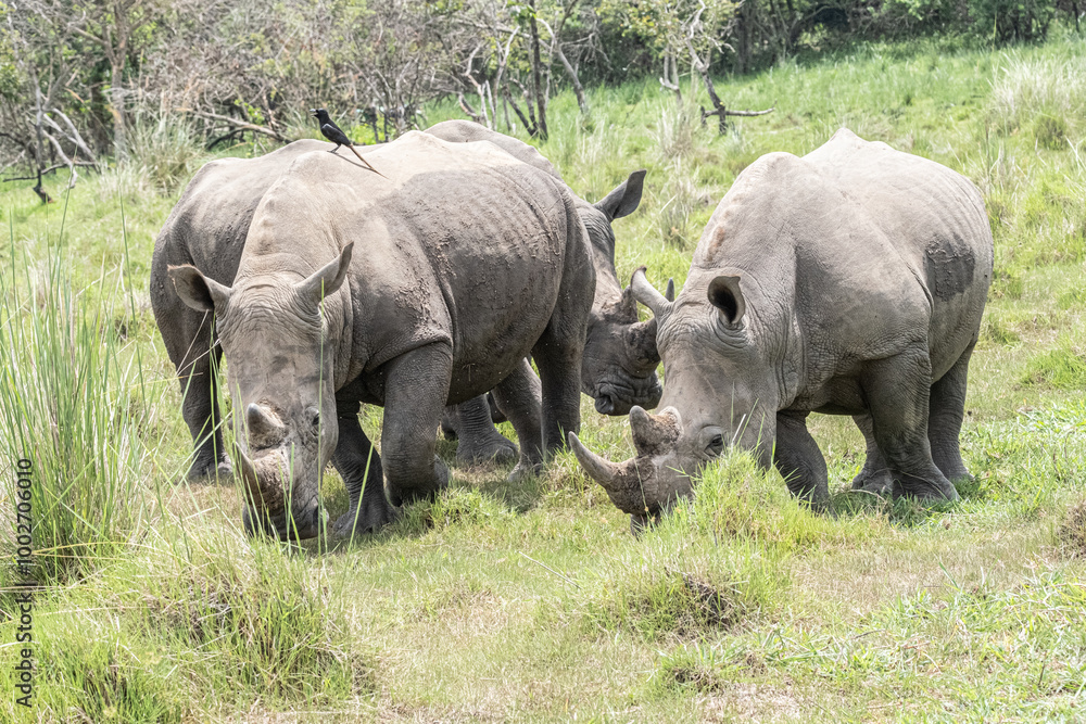 Fototapeta premium rhino in Uganda