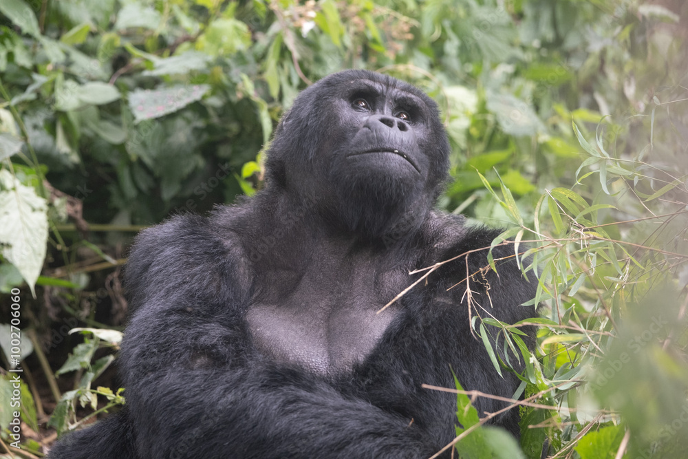 Obraz premium silverback Mountain Gorilla, Uganda