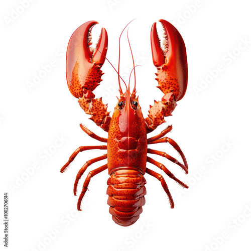 Realistic 3D lobster illustration on a black background photo