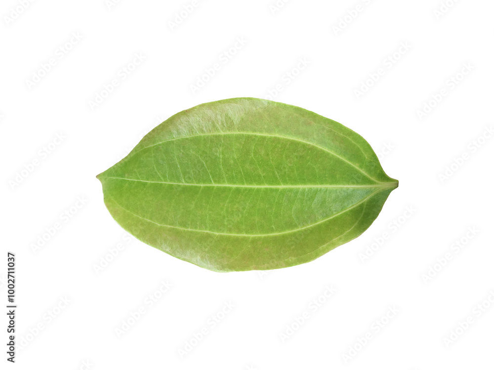 Obraz premium Isolated Saigon cinnamon, Cinnamomum loureiroi, Vietnamese cinnamon or Vietnamese cassia leaf on white background with clipping paths.