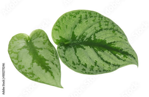 Scindapsus pictus leaves, Satin Pothos plant, Exotic foliage isolated on white background, with clipping path photo