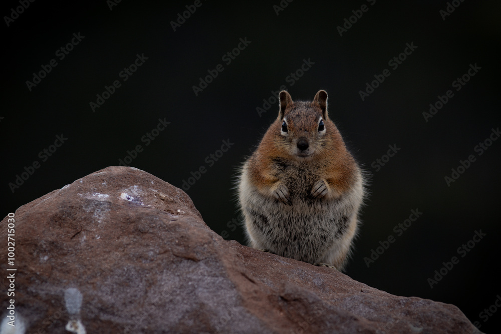 Fototapeta premium A fluffy chipmunk sits attentively on a rock against a dark background, showcasing nature's charm and wildlife curiosity.