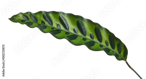 Calathea lancifoli plant, Calathea insignis foliage, Calathea leaf, isolated on white background with clipping path   photo