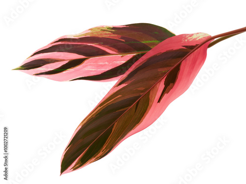 Stromanthe triostar leaf, Tropical foliage isolated on white background, with clipping path photo