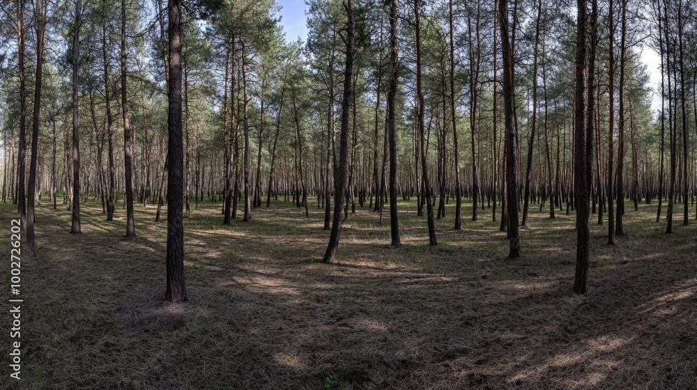Expansive View of Tall Pine Tree Grove