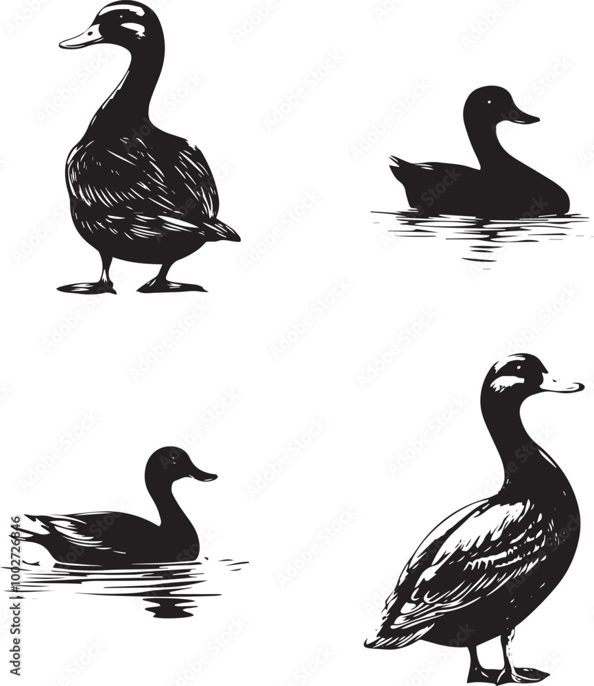 silhouette of a duck,bird, swan, animal, duck, goose, illustration, vector, silhouette, nature, cartoon, water, beak, icon, black, wild, lake, drawing, wildlife, birds, design, feather, love, art, sym
