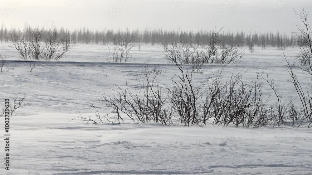 A snowstorm (drift snow close to the ground without snow falling) in the forest tundra. Blizzard accompanied by ground wind (natirvik) and sastruga (snowdrift ridge) in a clear sky. Siberia A snowstorm (drift snow close to the ground without snow falling) in the forest tundra. Blizzard accompanied by ground wind (natirvik) and sastruga (snowdrift ridge) in a clear sky. Siberia