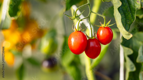 A close-up shot of ripe and unripe tomatoes hanging from the vine in a greenhouse. The image captures the vibrant colors and healthy growth of the tomatoes.