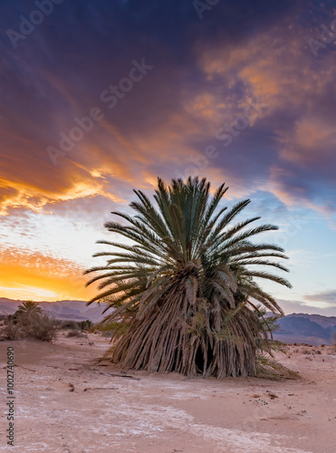 Fotografie Lonely undomesticated date palm