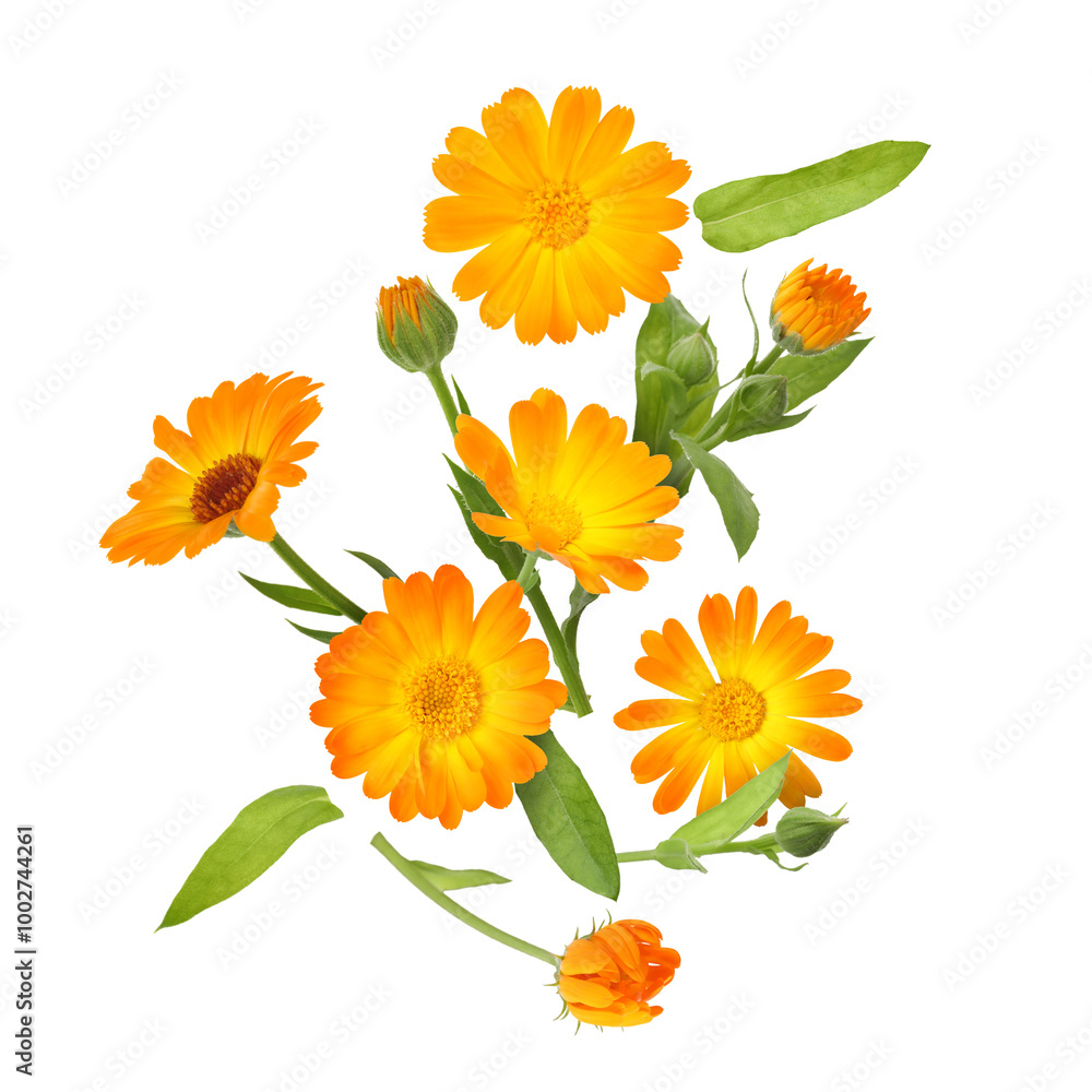 Calendula flowers and leaves in air on white background Calendula flowers and leaves in air on white background