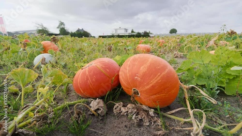 Pumpkin squash laying in a pumpkinfield, golden daylight photo