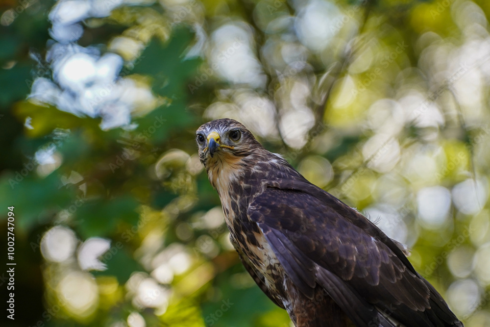 Close-up of a common buzzard Close-up of a common buzzard