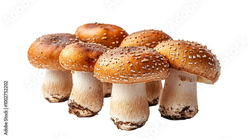 Close-up shots of delicious,fresh mushrooms with textured caps and stems arranged against a blurred wooden background. These organic.