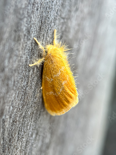 Close up of moth,the tea tussock moth (Arna pseudoconspersa) photo