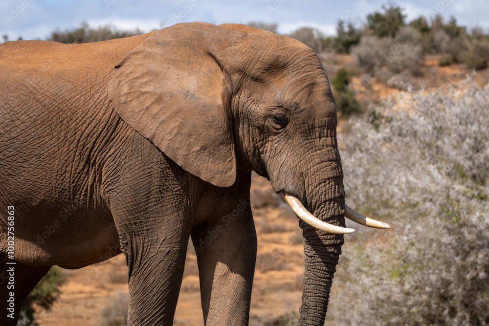 Obraz premium African Elephant in Addo Wilderness 
