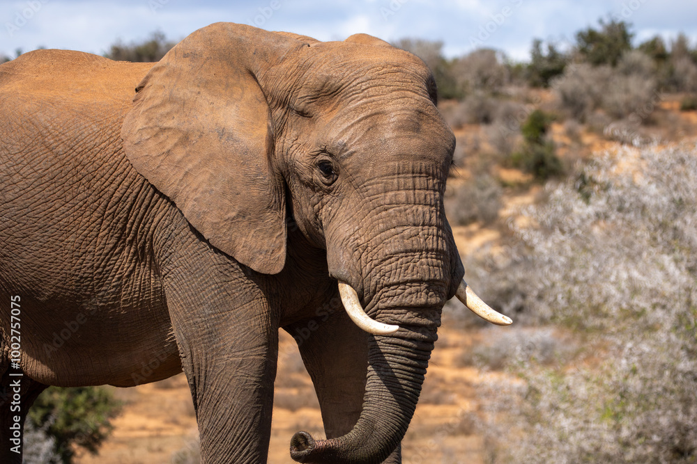 Obraz premium African Elephant in Addo Wilderness 