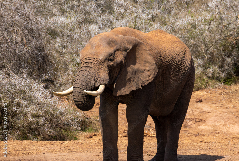 Obraz premium African Elephant in the Addo 