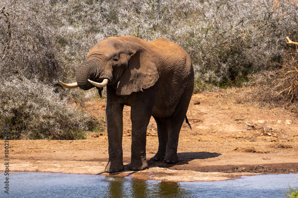 African Elephant in Addo Wilderness African Elephant in Addo Wilderness