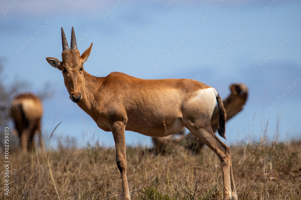 Obraz premium Red Hartebeest Foal in the Wild 