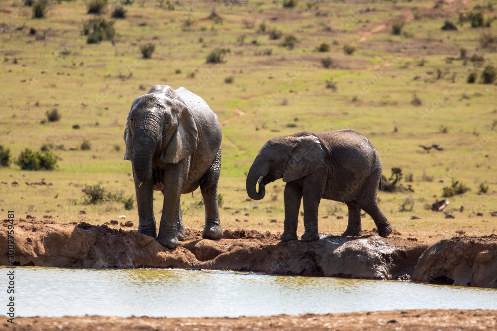 Fototapeta premium African Elephant Drinking water with Calf 
