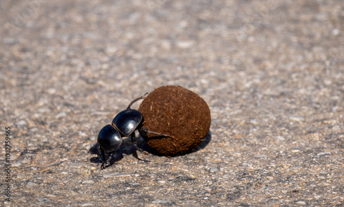 African Flightless Dung beetle 