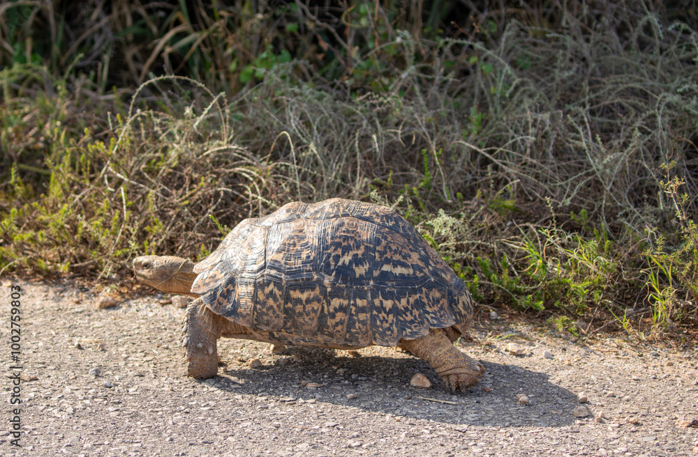 Obraz premium Leopard Tortoise in the wild