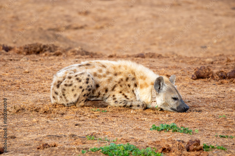 Obraz premium Spotted Hyena sleeping in the morning sun 