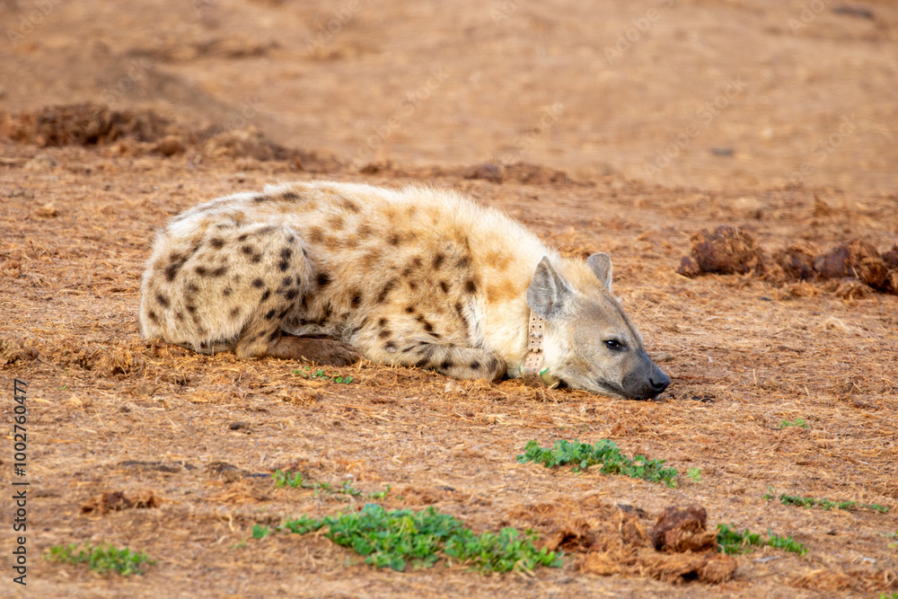 Spotted Hyena sleeping in the morning sun Spotted Hyena sleeping in the morning sun