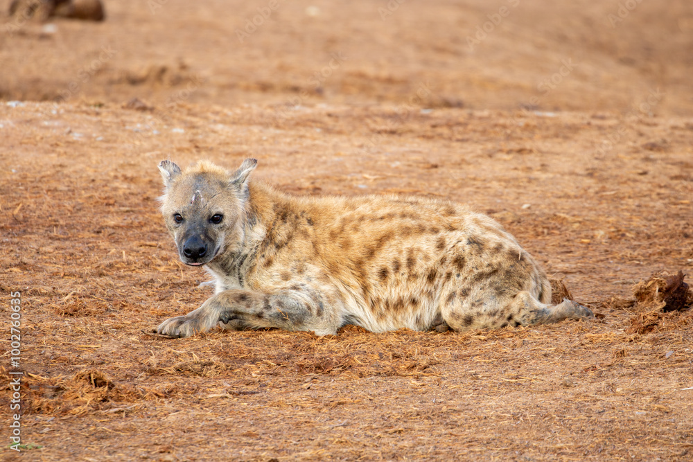 Obraz premium Spotted Hyena sleeping in the morning sun 