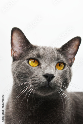 portrait of a cat