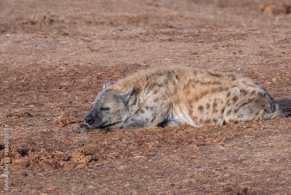Obraz premium Spotted Hyena sleeping in the morning sun 
