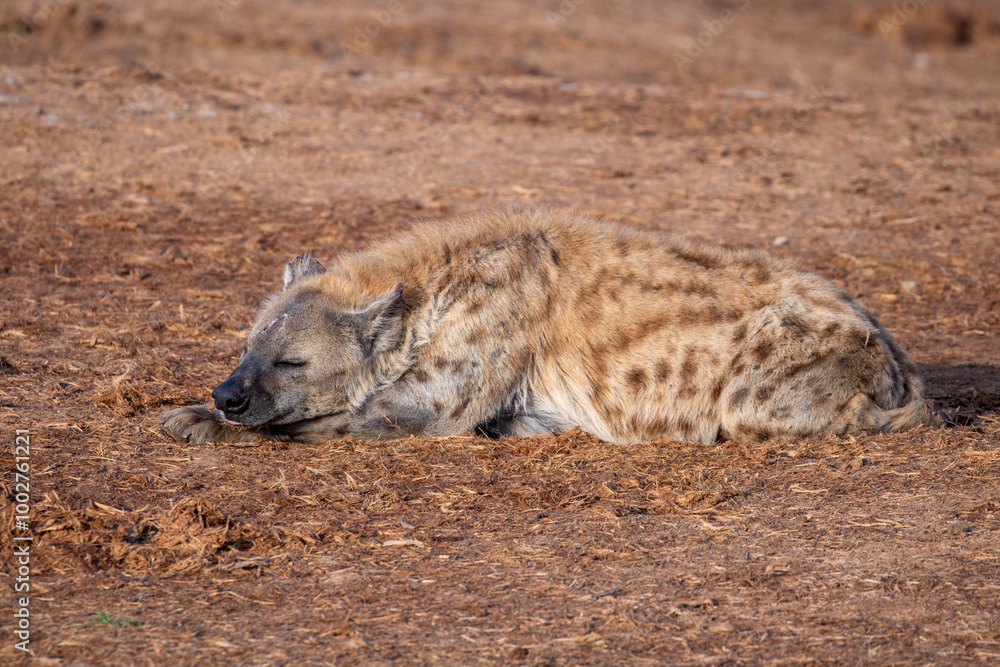 Obraz premium Spotted Hyena sleeping in the morning sun 