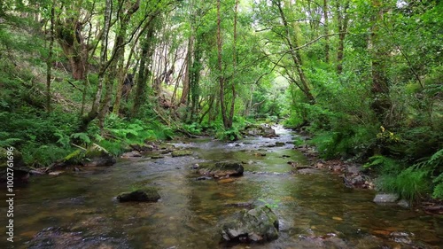 A peaceful stream flows through lush green forest in A Cortevella, Lugo, Galicia, Spain