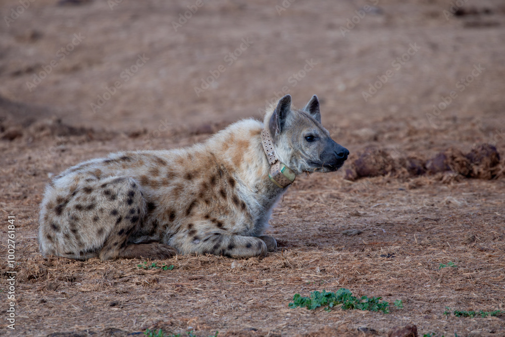 Spotted Hyena sleeping in the morning sun Spotted Hyena sleeping in the morning sun