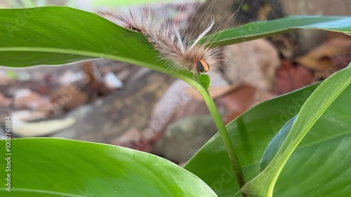 Hairy caterpillar (Anthela astata) crawling on a small tree. Queensland, Australia. photo