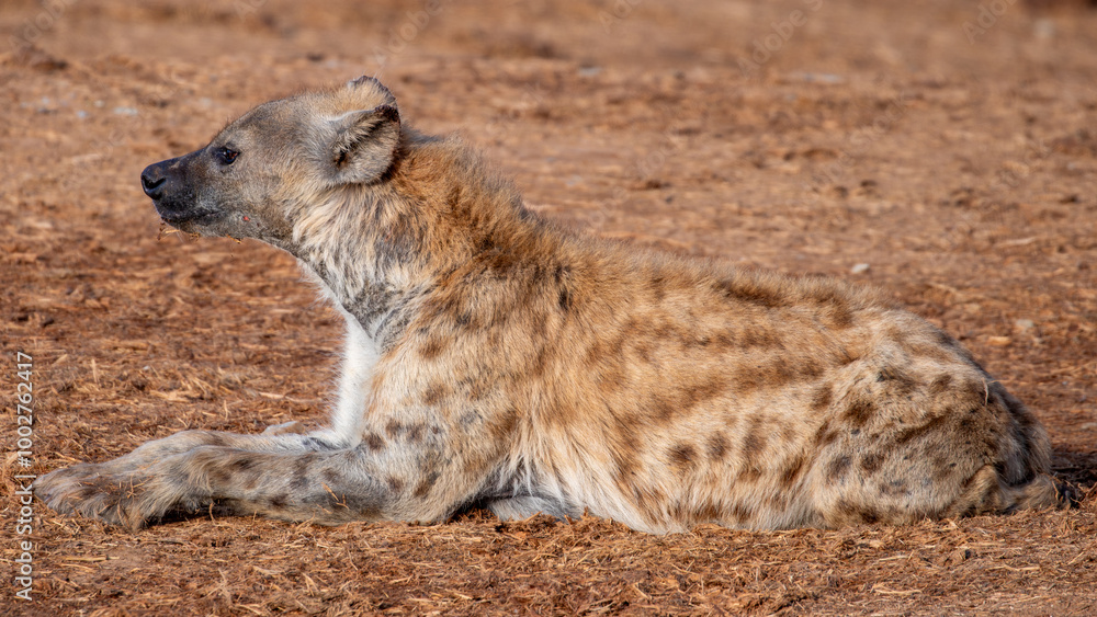 Obraz premium Spotted Hyena sleeping in the morning sun 