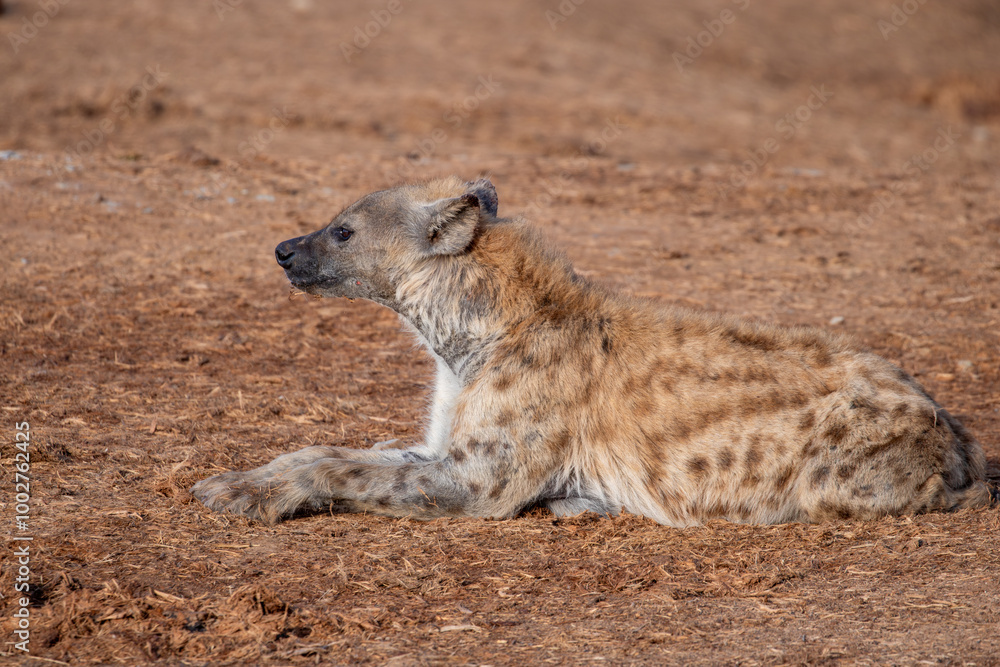 Obraz premium Spotted Hyena sleeping in the morning sun 