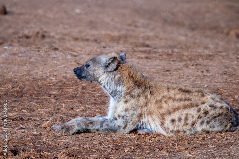 Spotted Hyena sleeping in the morning sun Spotted Hyena sleeping in the morning sun