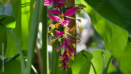 bird of paradise flower