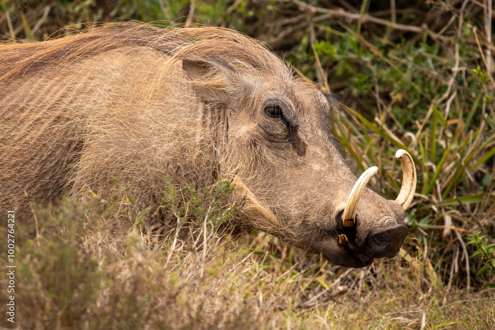 Warthog in the wild Warthog in the wild